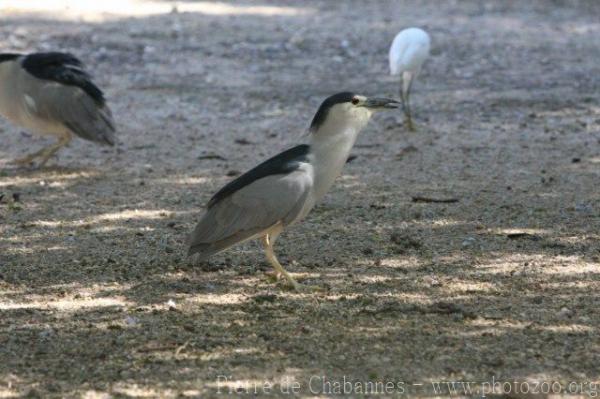 Black-crowned night-heron