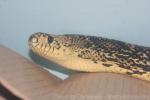 Louisiana pine snake