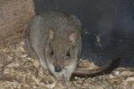 Long-nosed potoroo