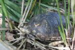 Mexican box turtle