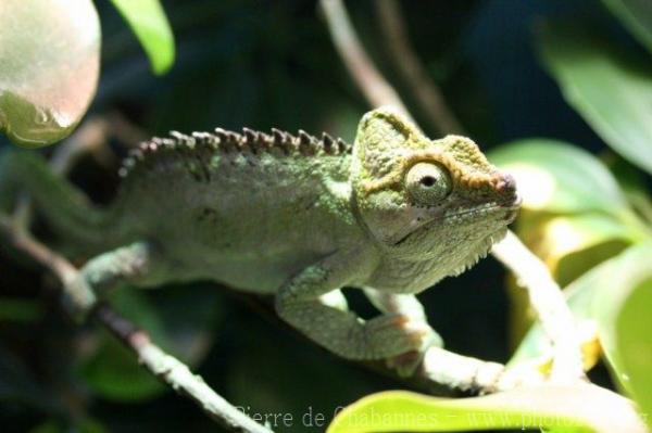 Kenyan high-casqued Chameleon