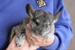 Long-tailed chinchilla