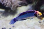 Red-eye wrasse