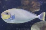 Bignose unicornfish