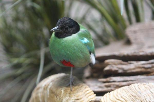 Western hooded pitta