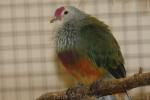 Mariana fruit-dove