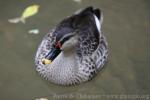 Indian spot-billed duck