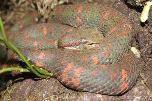 Eyelash palm viper