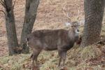 Vietnamese sika deer