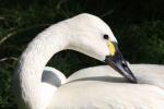 Tundra swan