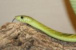 Western green mamba