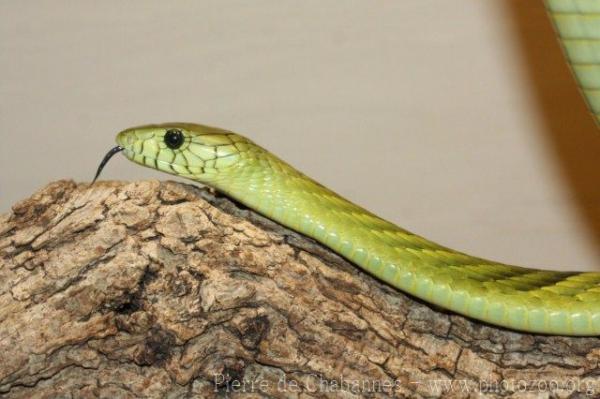 Western green mamba