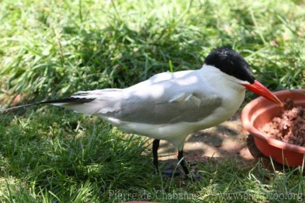 Caspian tern