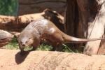 North American river otter