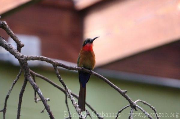 Red-throated bee-eater