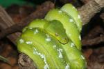 Green tree python