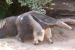 Giant anteater