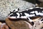 Luristan newt