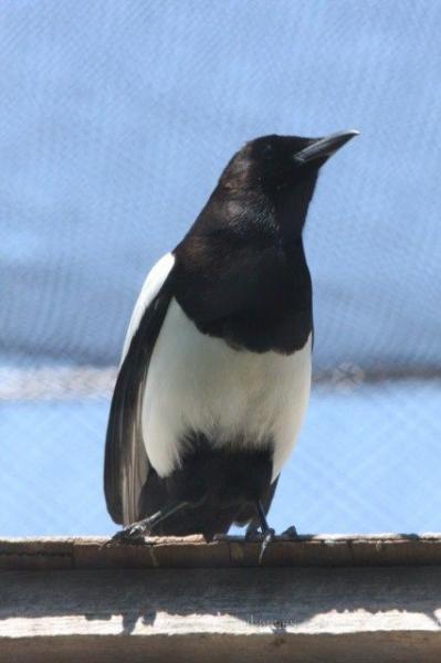 Black-billed magpie