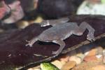 Sabana Suriname toad