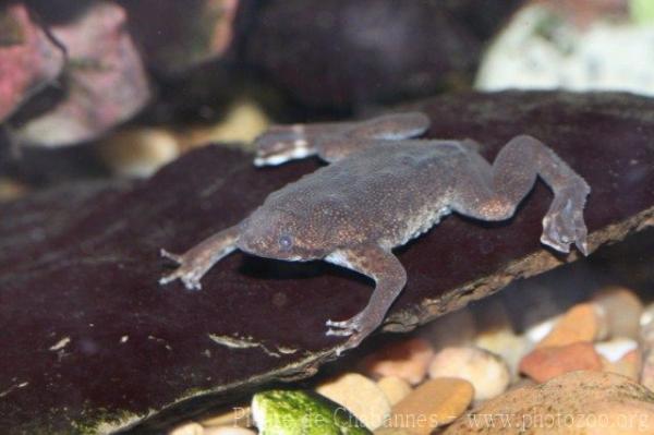 Sabana Suriname toad