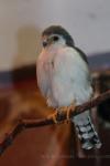 African pygmy-falcon