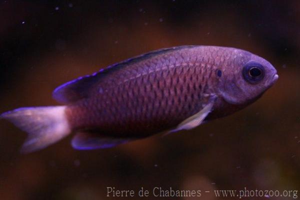 Slender damselfish