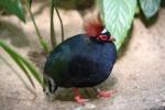 Crested partridge