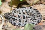 Western pygmy rattlesnake