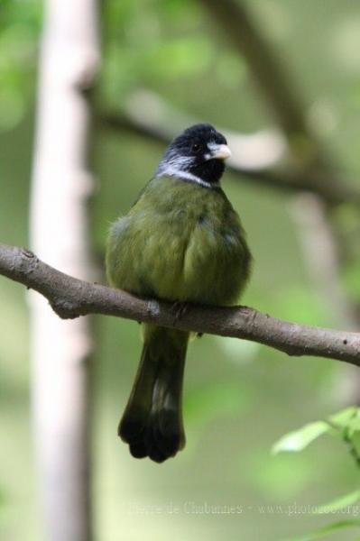 Collared finchbill