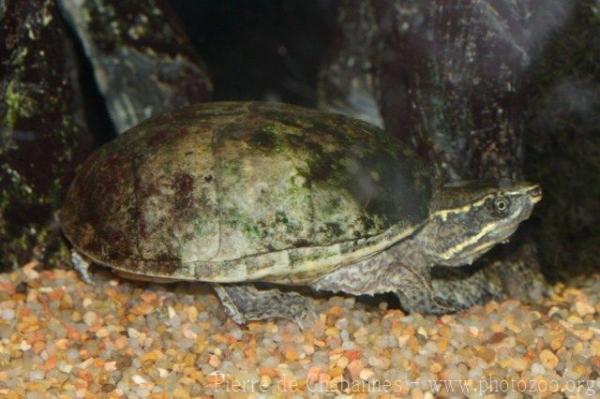 Common musk turtle