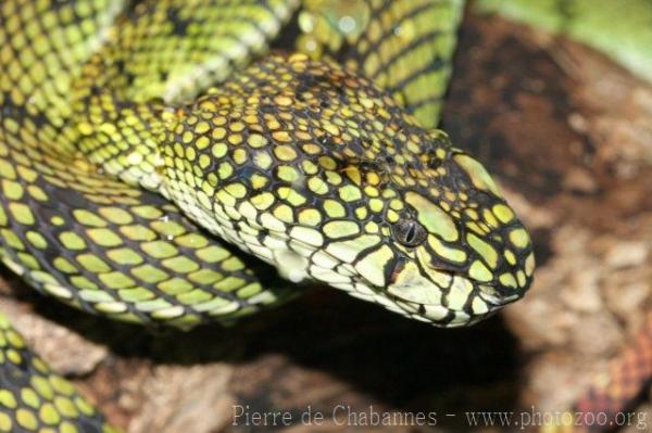 Sumatran pitviper