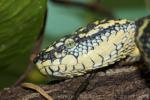 Wagler's pitviper