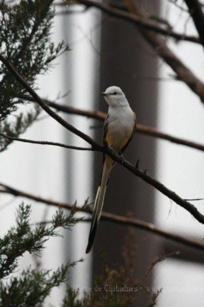 Scissor-tailed flycatcher