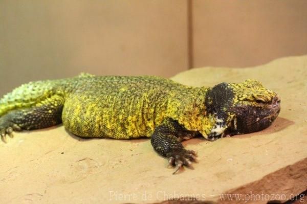 North-african spiny-tailed lizard