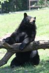 American black bear