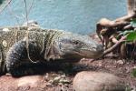 Crocodile monitor