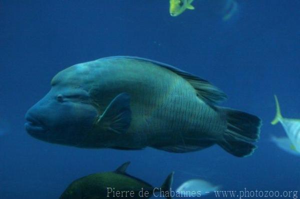 Humphead wrasse