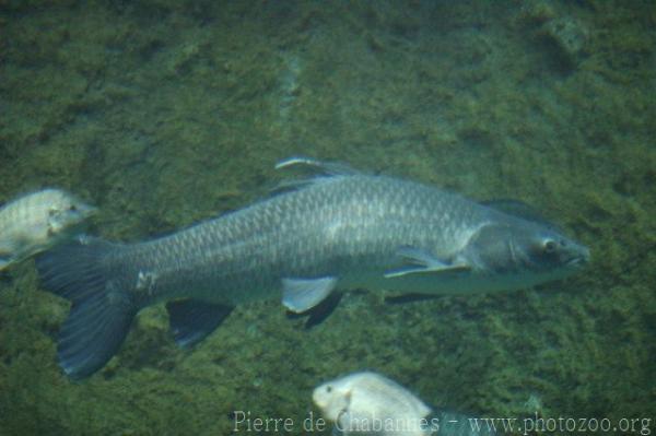 Black carp