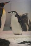 Chinstrap penguin