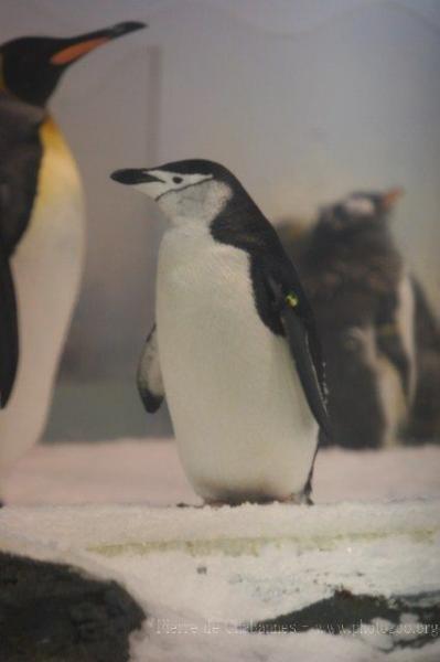 Chinstrap penguin