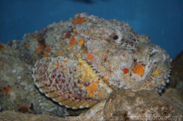 Stonefish