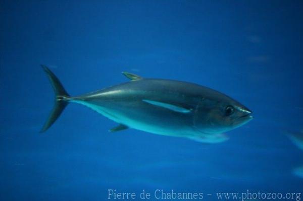 Bigeye tuna