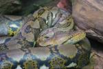 Reticulated python