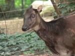 Visayan spotted deer