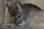 Long-tailed chinchilla