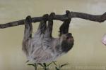 Linné's two-toed sloth