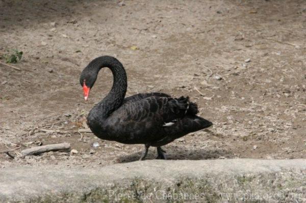 Black swan