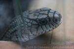 King ratsnake