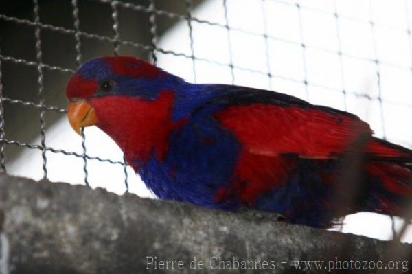 Red-and-blue lory